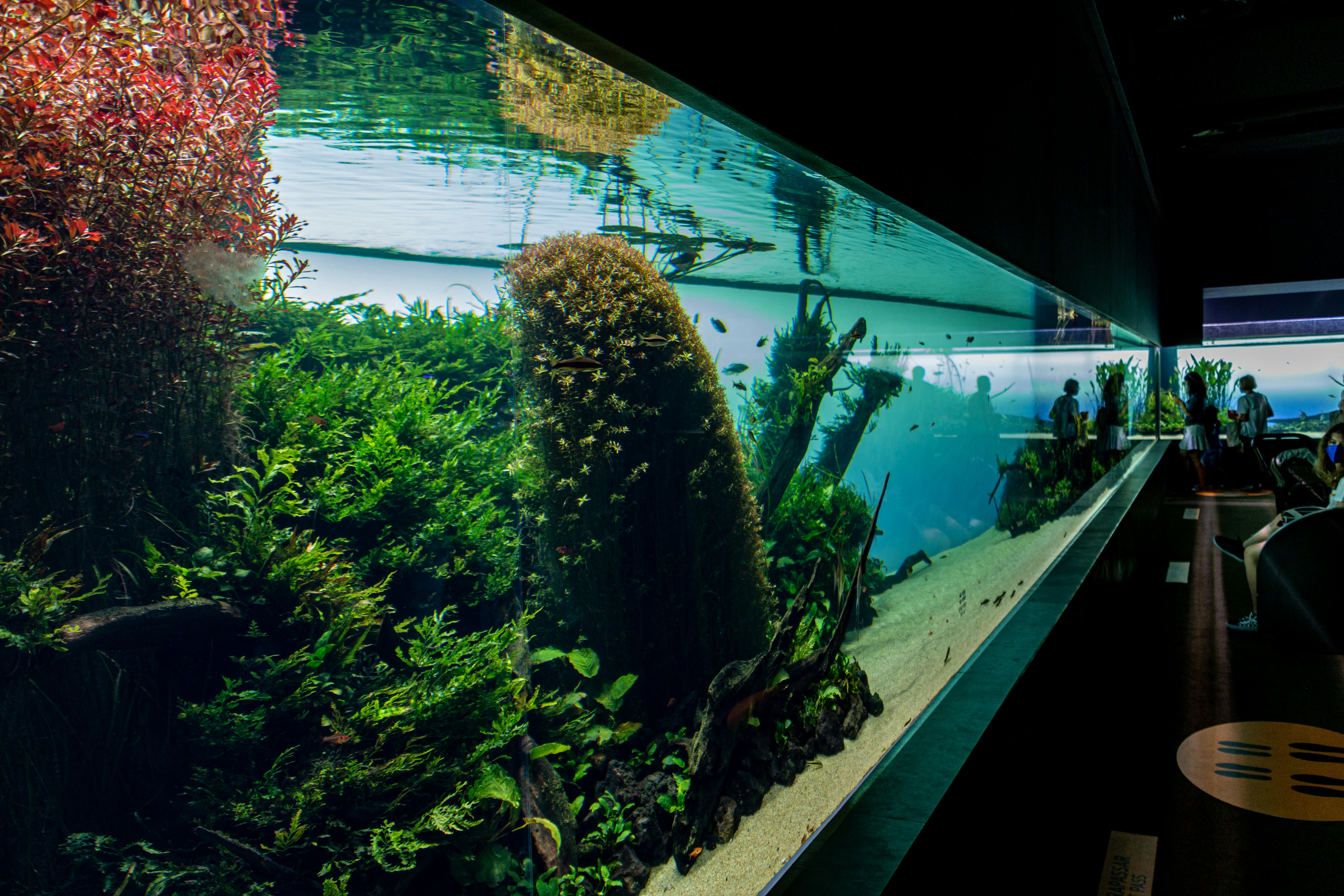 Complete Guide to Setting Up a Planted Aquarium: From Beginner to Expert