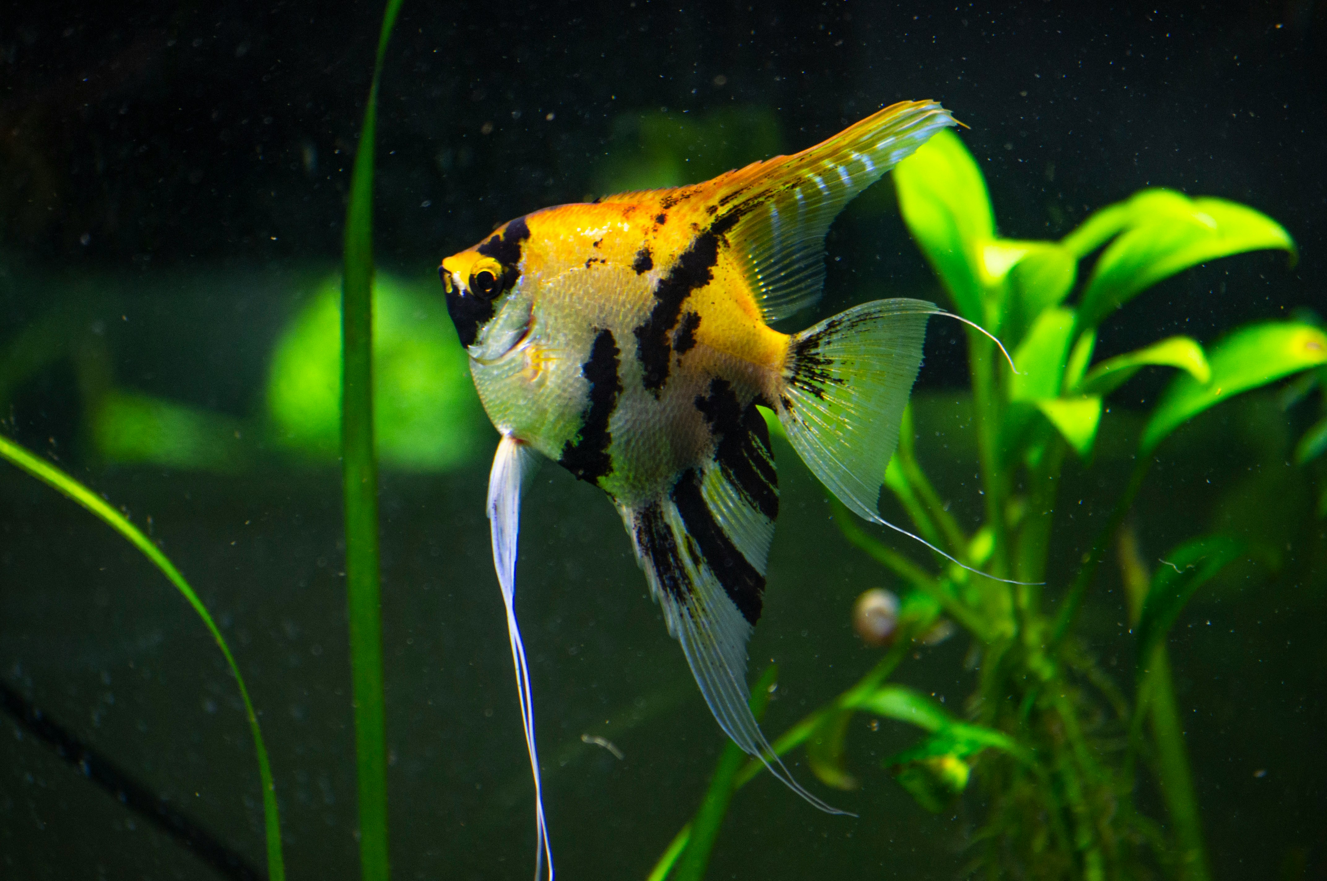 10 Most Popular Tropical Fish Species for Home Aquariums