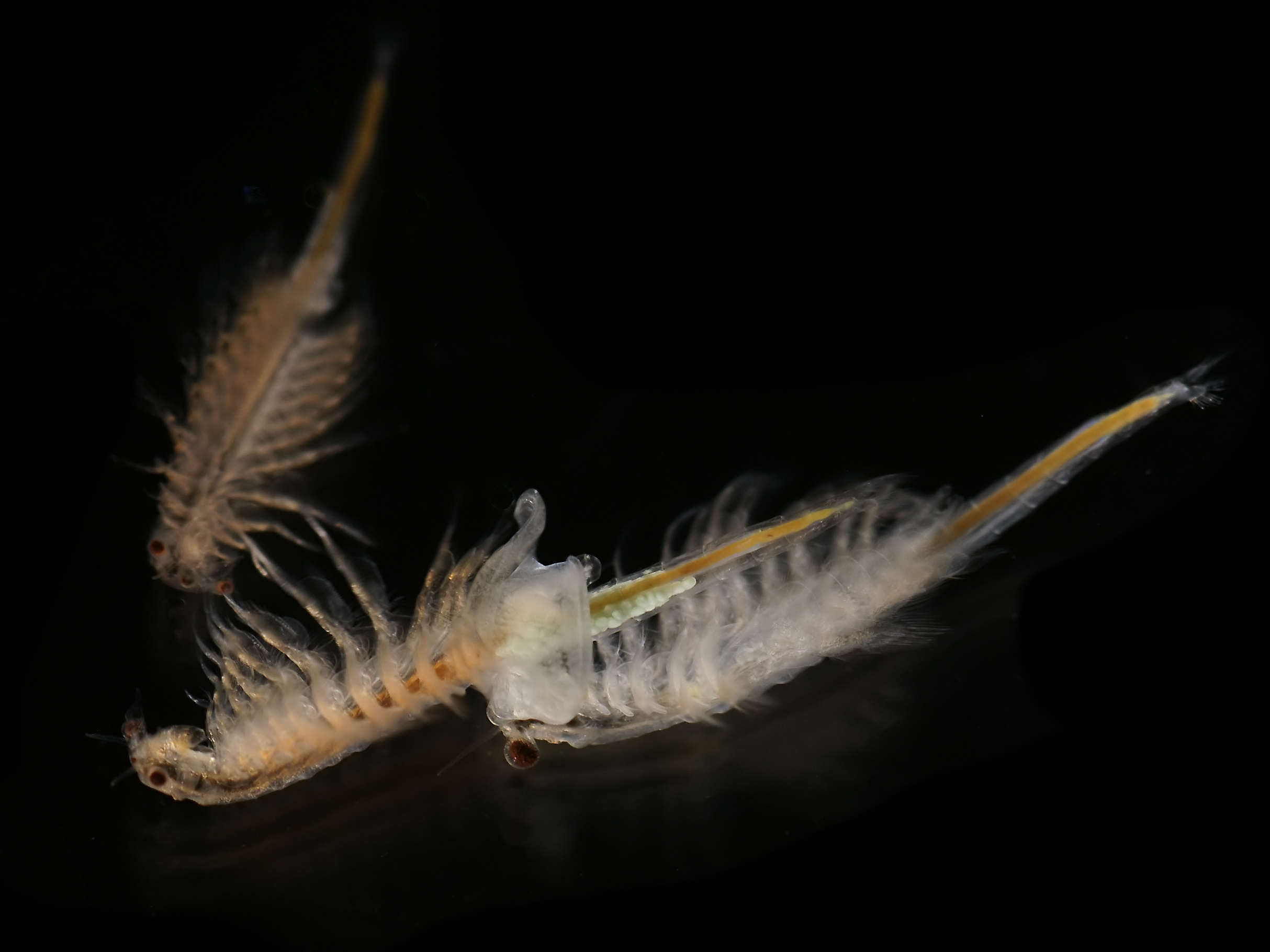 Live Brine Shrimp: Complete Guide to Feeding, Hatching, and Care for Aquarium Fish